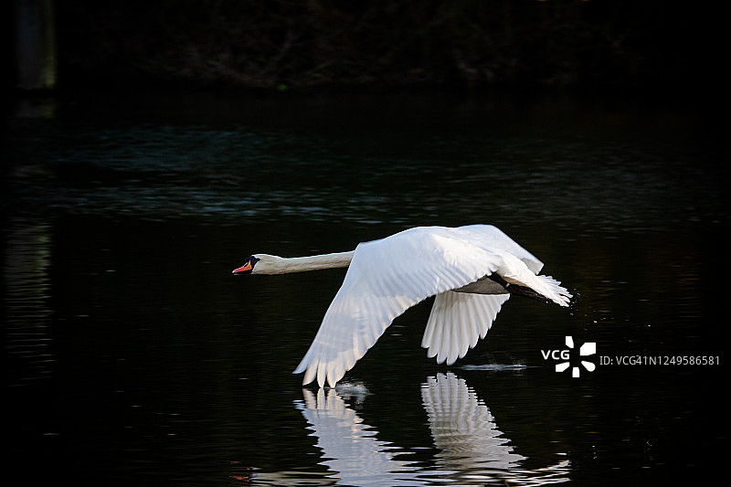 飞越泰晤士河的疣鼻天鹅图片素材