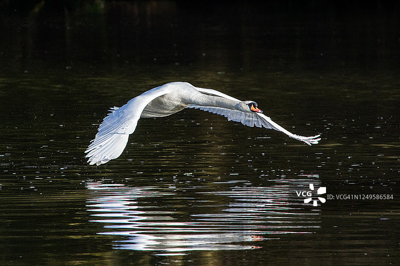 飞行中的疣鼻天鹅图片素材