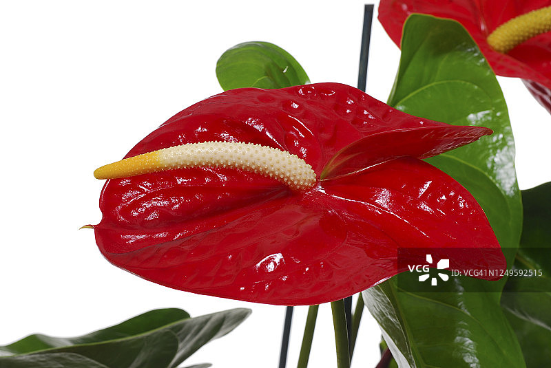 红色火鹤花盆栽图片素材