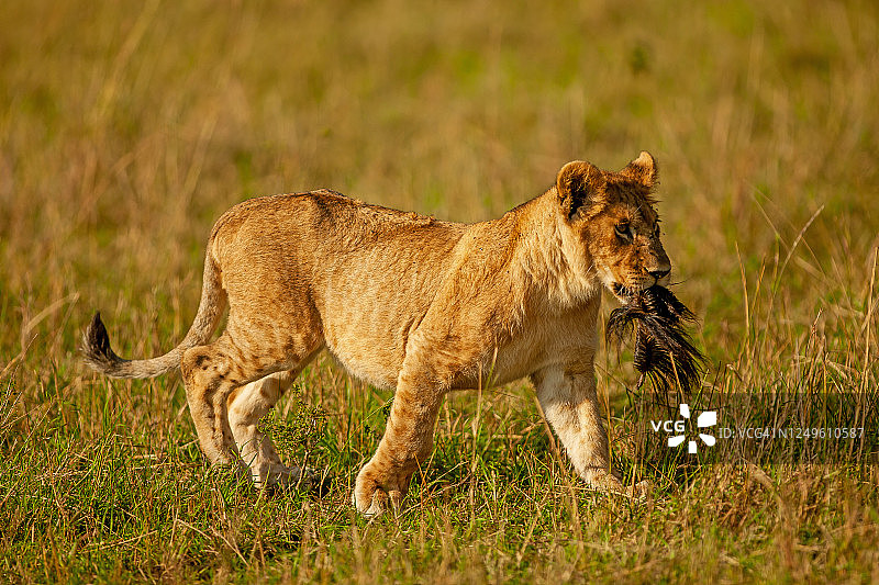 幼狮（Panthera leo）口中叼着猎物图片素材