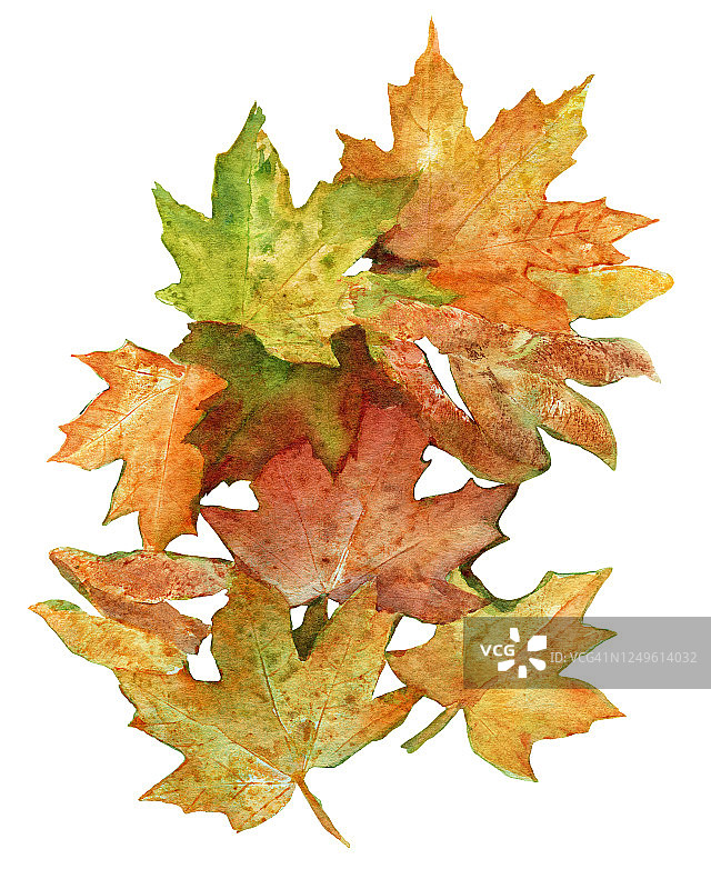 秋叶组合水彩手绘插画图片素材