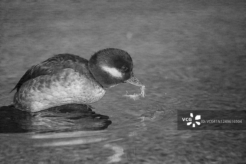 白头秋沙鸭黑白肖像图片素材