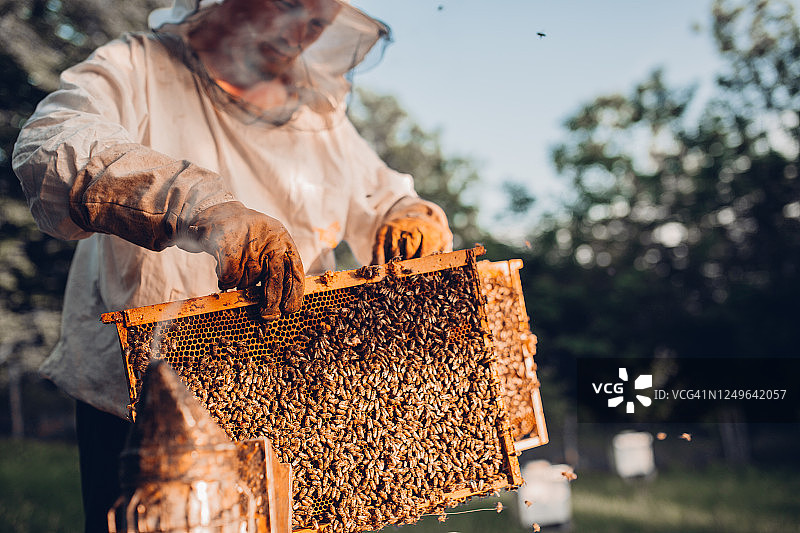 养蜂人与蜂蜜框特写图片素材