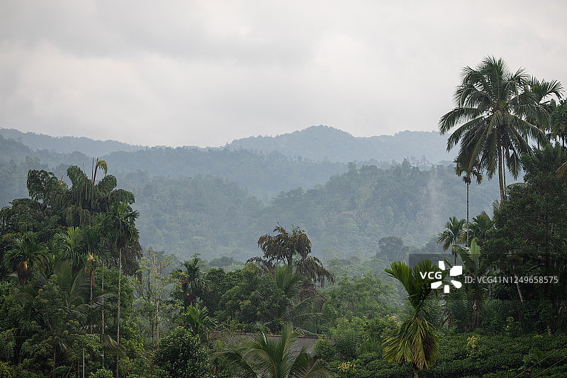 斯里兰卡的雨林图片素材