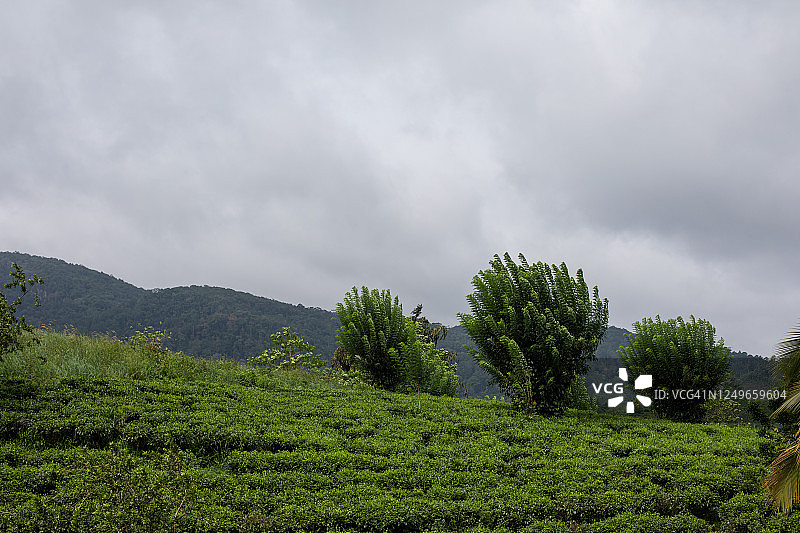 斯里兰卡茶园图片素材