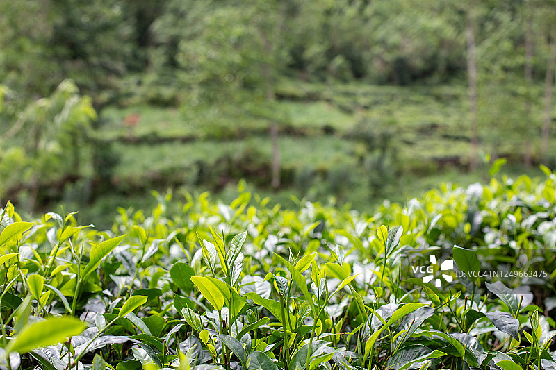 斯里兰卡的茶树图片素材