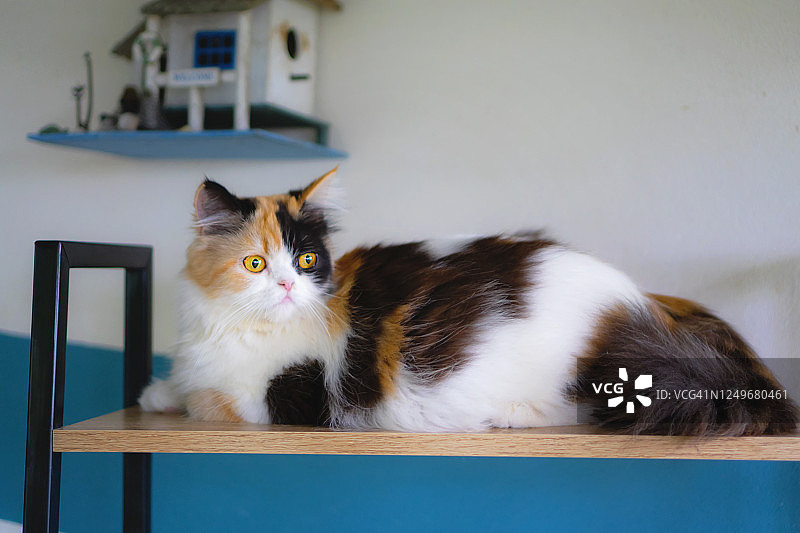 在家具上休息的三花猫图片素材