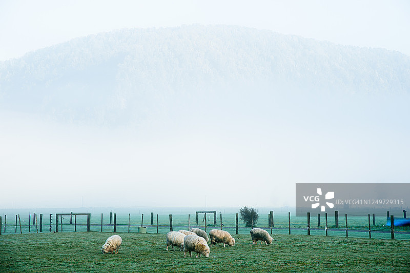 冬季清晨雾气笼罩的绿色草地和新西兰南岛的白色羊群图片素材