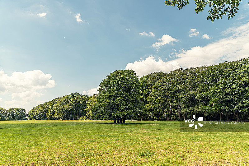 森林环绕的草地上的一棵大树图片素材
