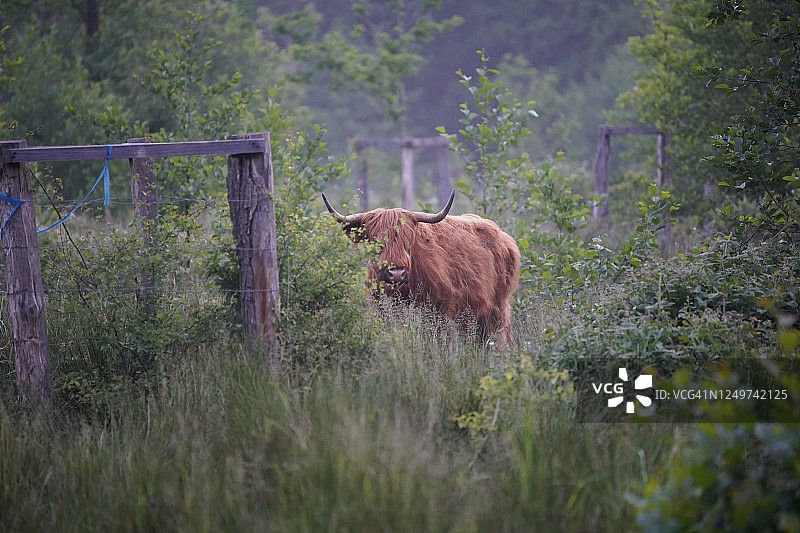 森林里的牛图片素材
