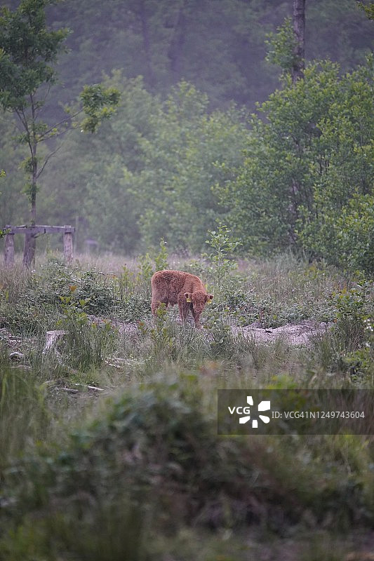 森林里的牛图片素材