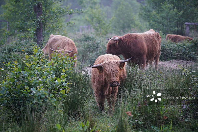 森林里的牛图片素材