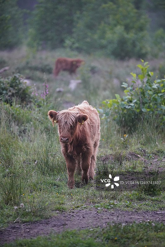 森林里的牛图片素材