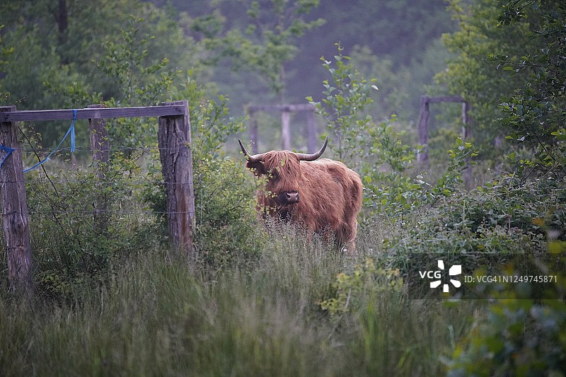 森林里的牛图片素材