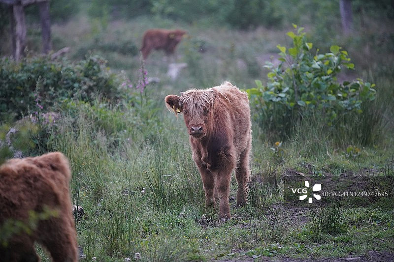 森林里的牛图片素材