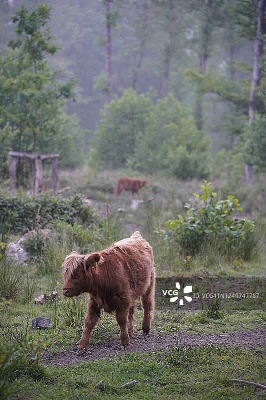 森林里的牛图片素材