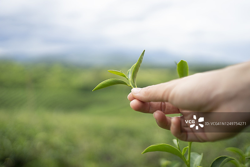采摘绿茶嫩芽的特写，背景是绿茶种植园和多云天气图片素材