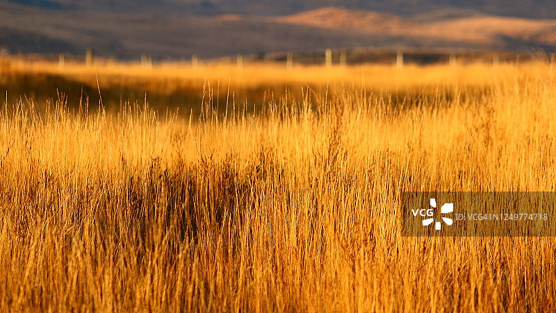 日落时分康尼马拉山脉的金色草地图片素材