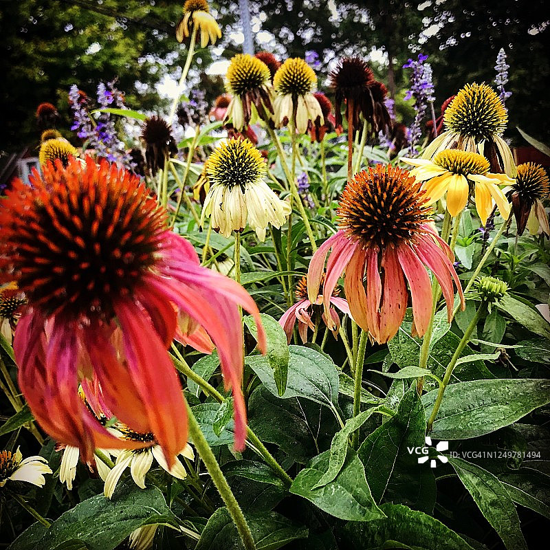 近距离的波斯菊图片素材