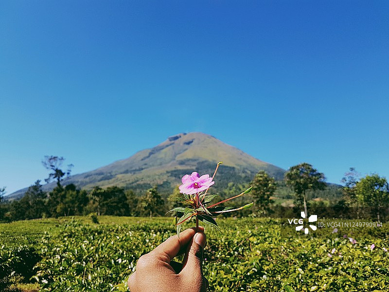 手持鲜花特写，背景为天空和山脉图片素材