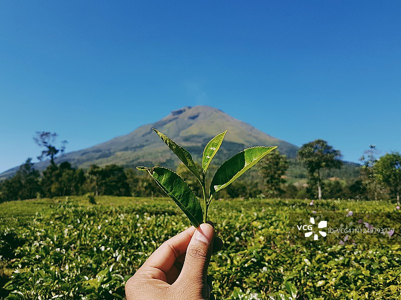 手持茶苗，背景为茶园和辛多罗山图片素材