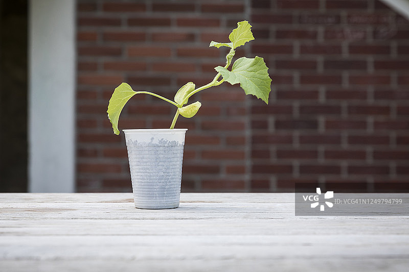 法国蒙塔日塑料杯中的瓜苗图片素材