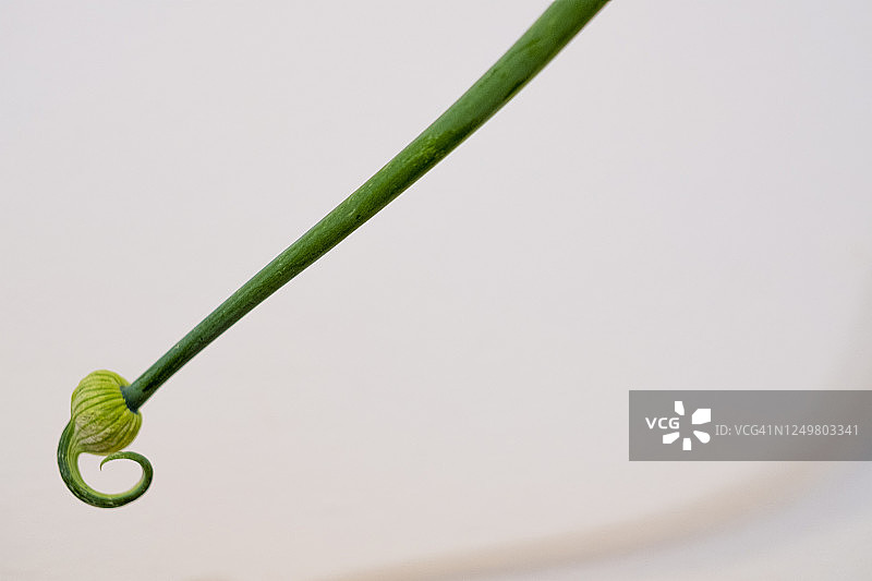 洋葱花抽薹图片素材