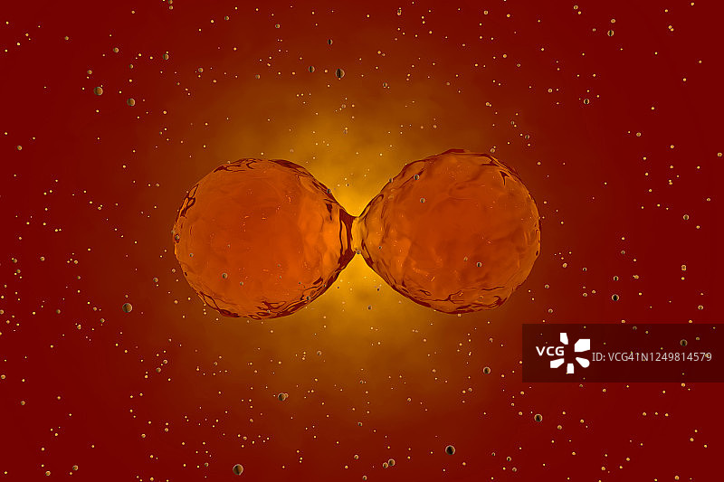 红色干细胞有丝分裂的3D渲染图片素材