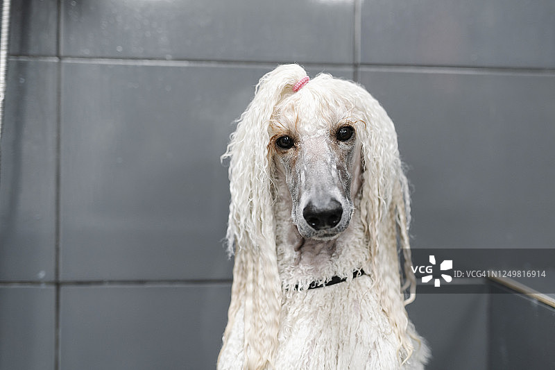 湿漉漉的标准贵宾犬肖像图片素材