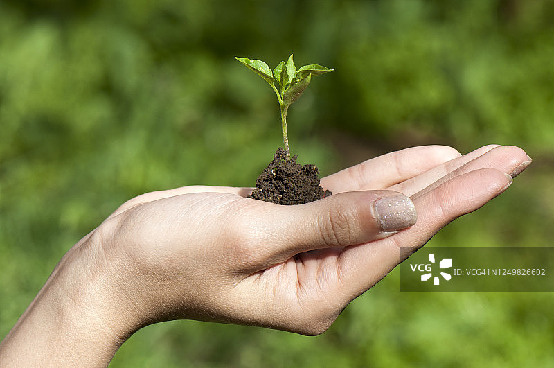 女人手持小植物图片素材