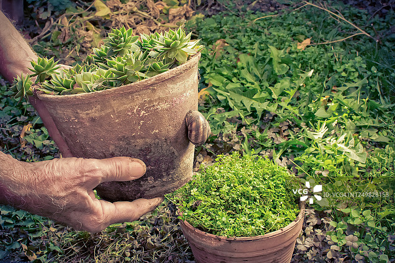 高级园丁在花园里抱着花盆，花盆上有蜗牛图片素材