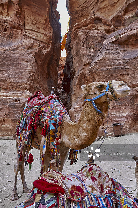 约旦佩特拉古城卡兹尼神殿前，色彩鲜艳的骆驼图片素材