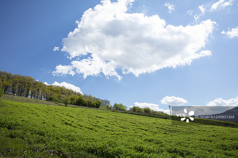 阳光明媚的绿地蓝天图片素材