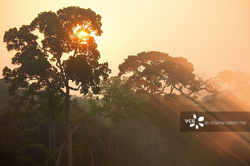 阳光照耀下的中非共和国桑加-姆巴埃雷保护区树梢图片素材