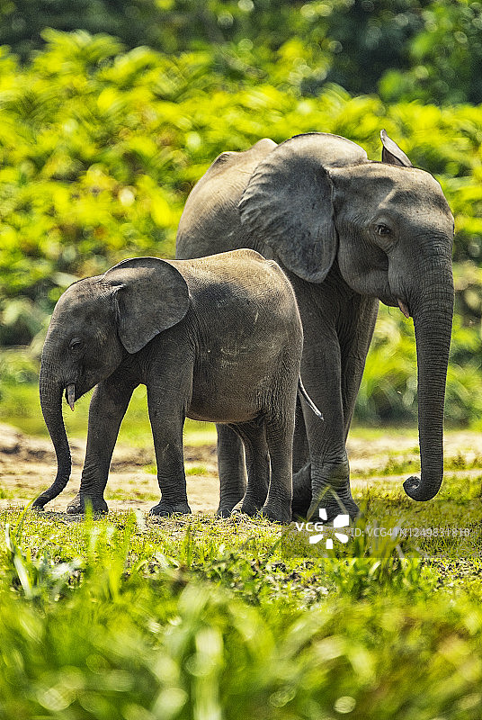 中非共和国森林象图片素材