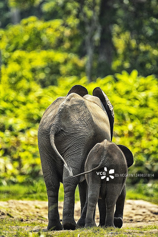 中非共和国：森林象幼崽与父母站在 DzangaBai 的背影图片素材