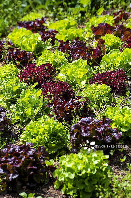 德国：菜园里生长的绿色和紫色生菜图片素材