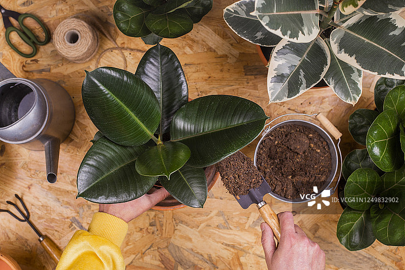 男人移植橡胶树图片素材