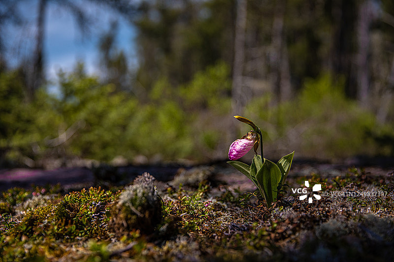 罕见的粉色丽人拖鞋兰图片素材