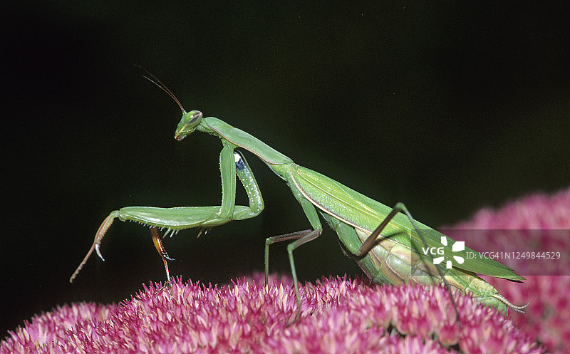 欧洲螳螂或祈祷螳螂，熟练的捕食者图片素材