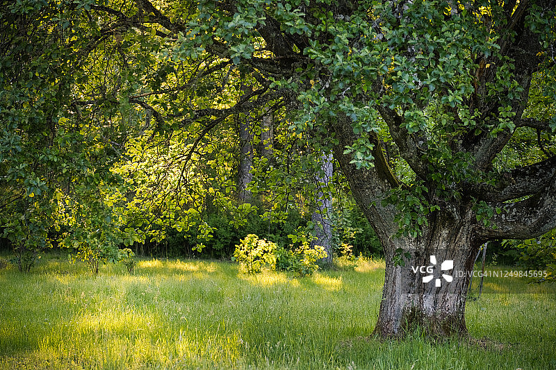 夏日傍晚阳光照耀下的瑞典老白梁图片素材