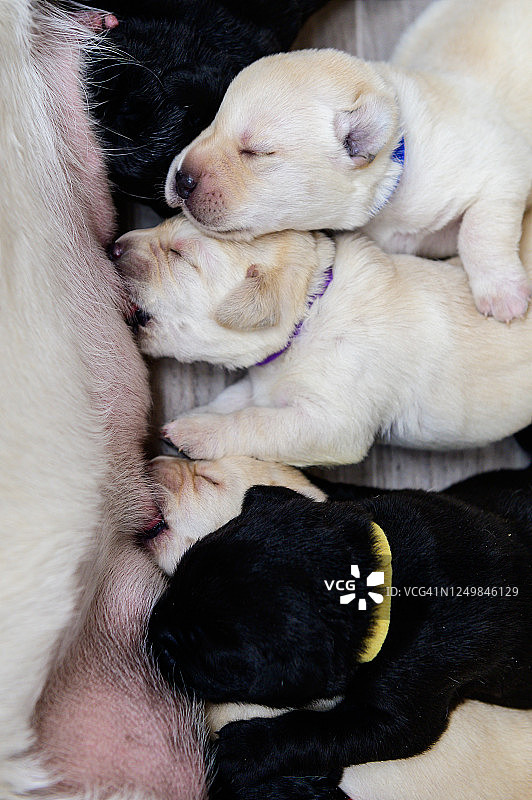 出生几天的拉布拉多幼犬吮吸母乳图片素材