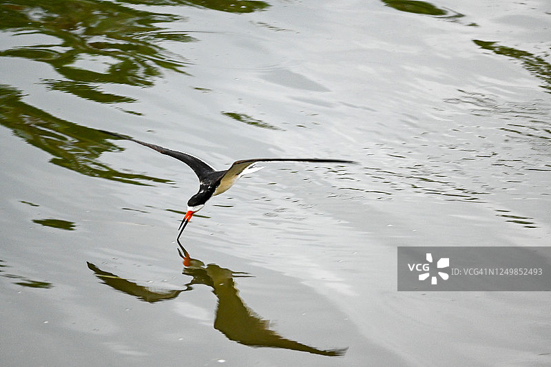飞向相机的黑剪嘴鸥图片素材