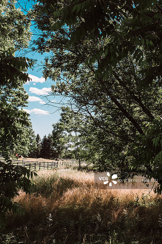 茂盛的草地马匹牧场图片素材