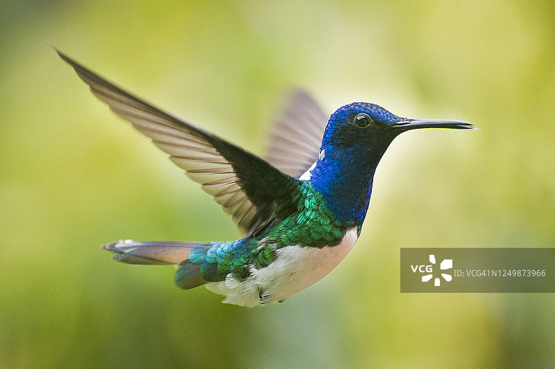 白颈蜂鸟飞行中图片素材