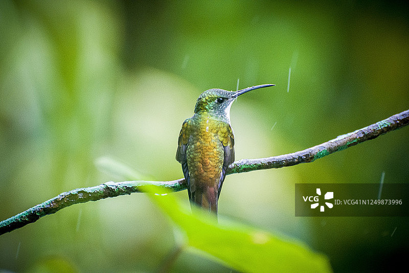 白胸绿蜂鸟图片素材