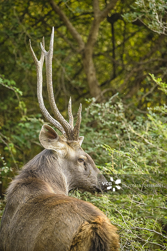雄性巴拉辛哈鹿，印度图片素材