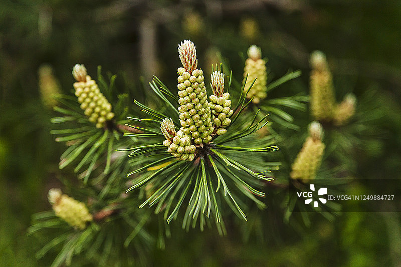 欧洲山松图片素材