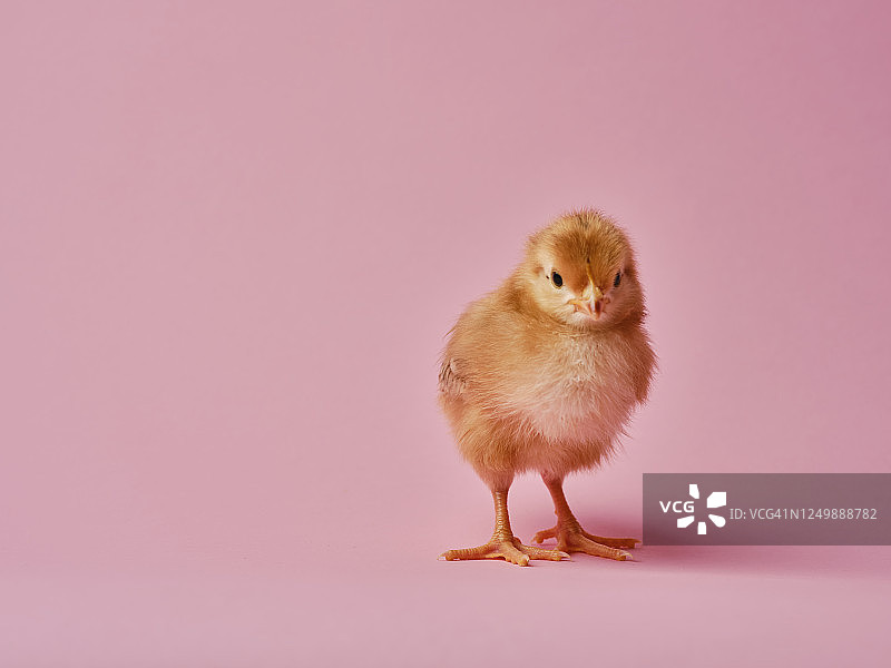 小鸡图片素材