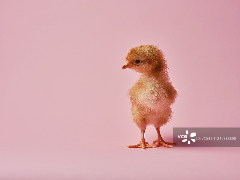 小鸡图片素材